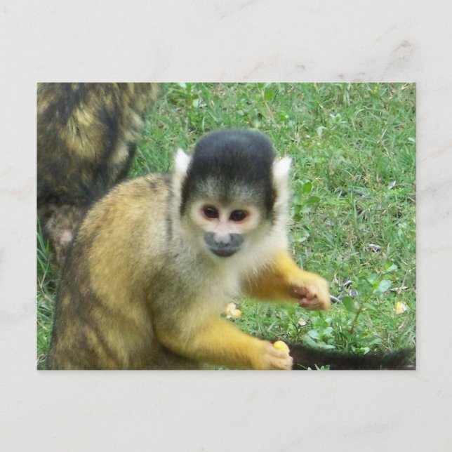 Squirrel Monkey Postcard (Front)