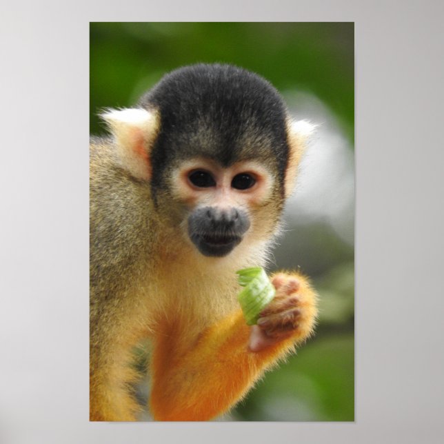 Squirrel Monkey Poster (Front)