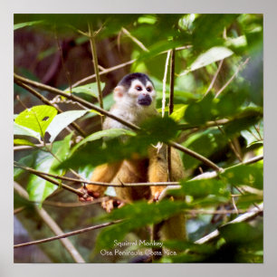 Squirrel Monkey Poster