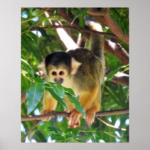Squirrel Monkey Poster