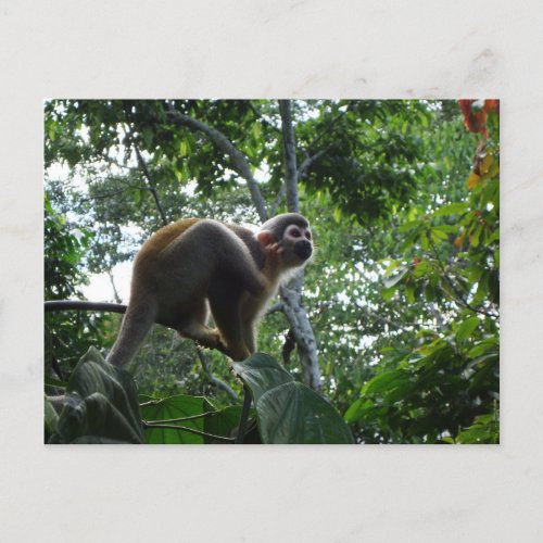 Squirrel monkey Saimiri Napo Province Ecuador Postcard