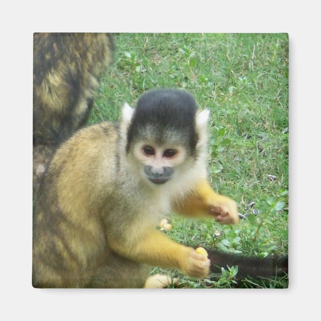 Squirrel Monkey Square Magnet (Front)