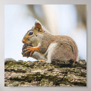 Squirrel Nature Wildlife Animals Poster