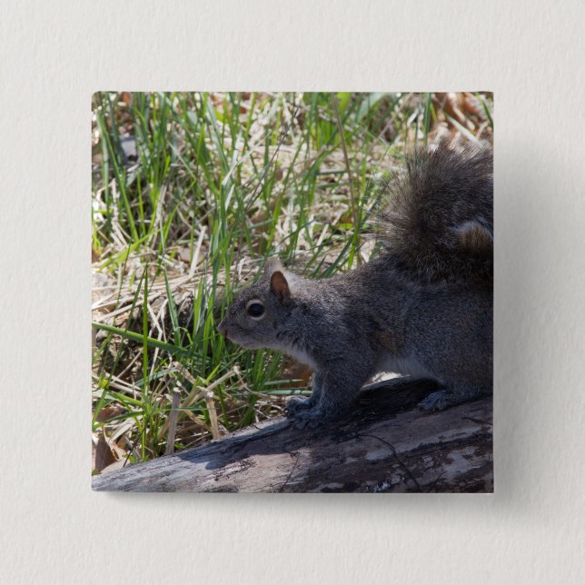 Squirrel on a Log Pinback Button (Front)