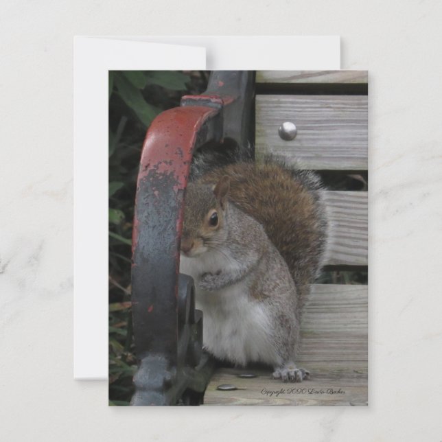 Squirrel on a Park Bench Customizable Card (Front)