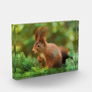 Squirrel on a tree acrylic award