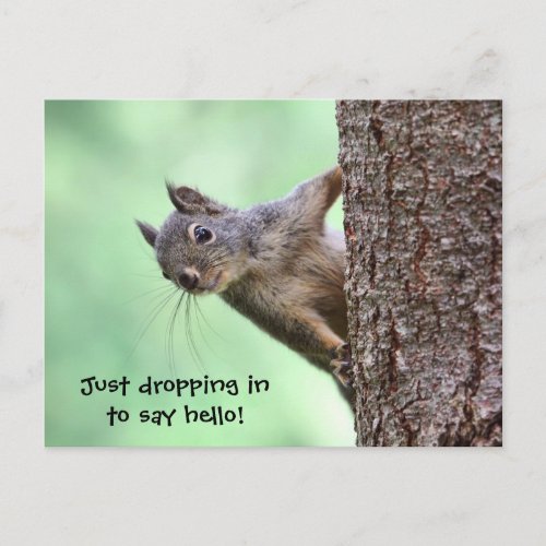Squirrel On a Tree Postcard