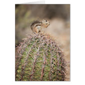 Squirrel on Barrel Cactus (Front)