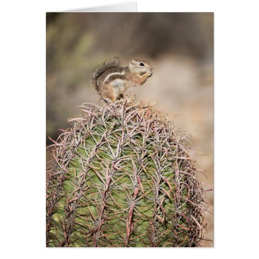 Squirrel on Barrel Cactus Cards (Front)