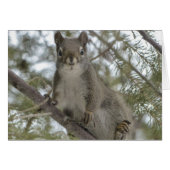 Squirrel On Branch (Front Horizontal)