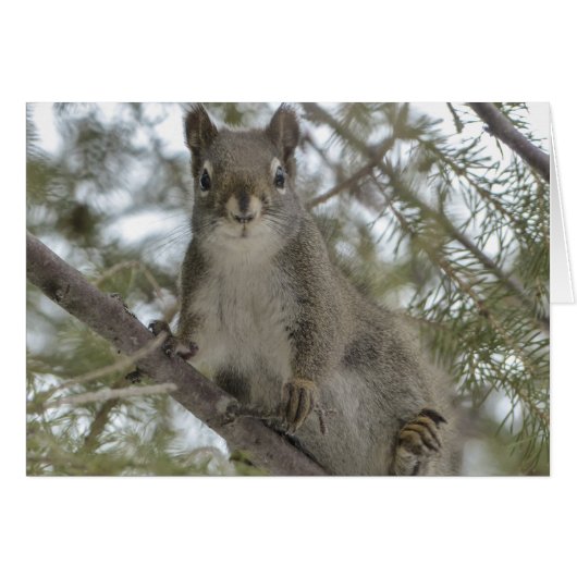 Squirrel On Branch Cards (Front Horizontal)
