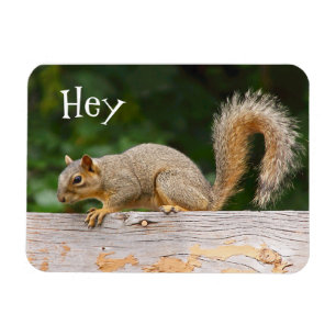 Squirrel on Fence Magnet