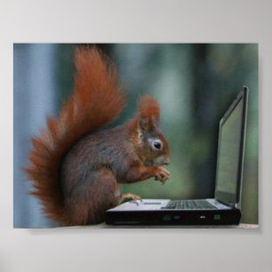 Squirrel on Laptop Poster
