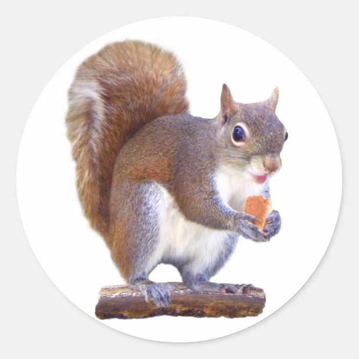 Squirrel on Log Round Sticker