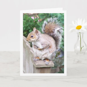 Squirrel on Post Card