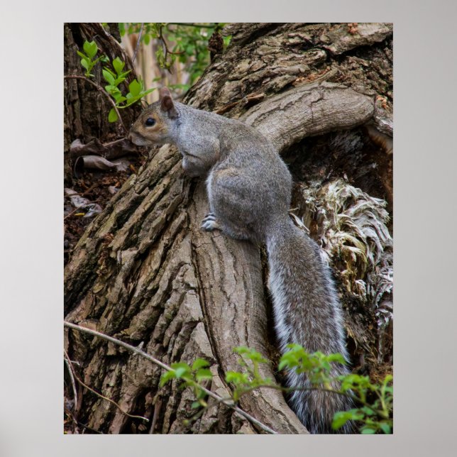Squirrel on Standby Poster (Front)