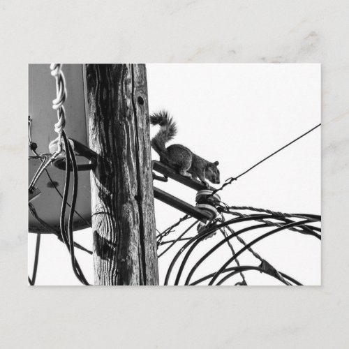 Squirrel on Telephone Pole Black  White Photo Postcard