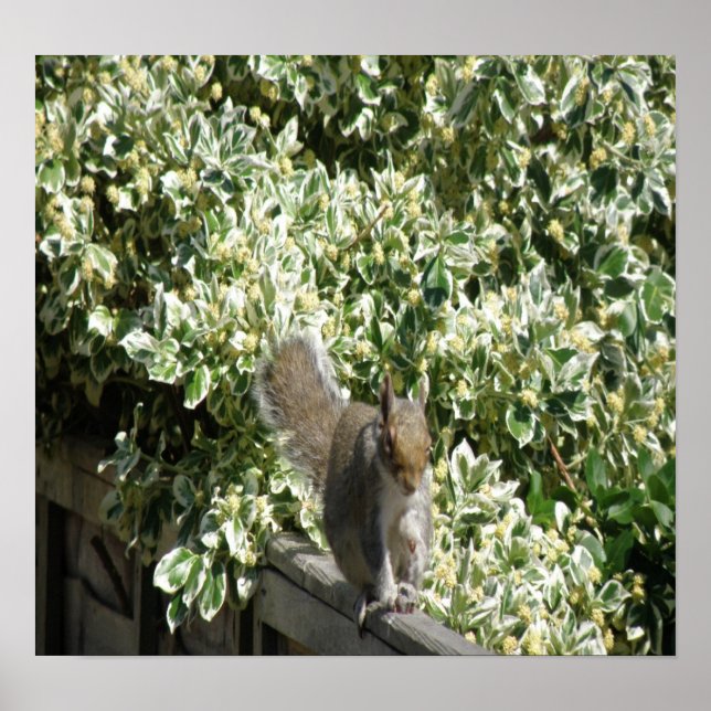 Squirrel on the fence Print (Front)