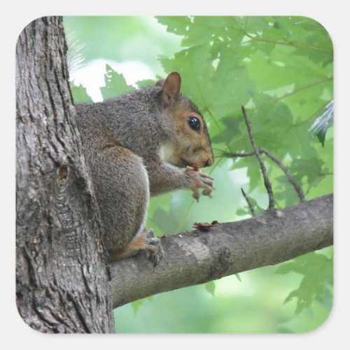 squirrel on the tree square sticker