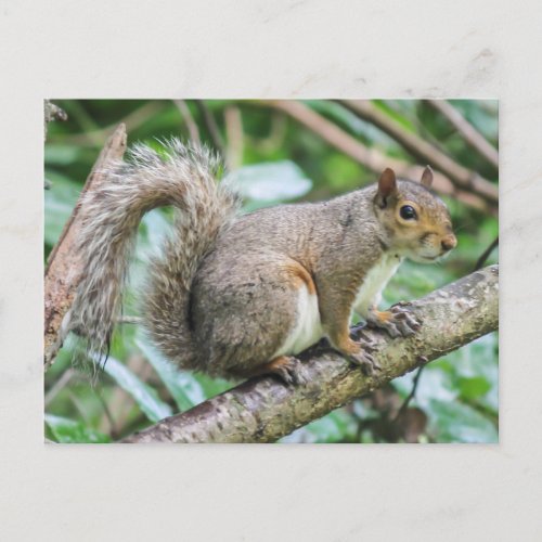 squirrel on tree postcard