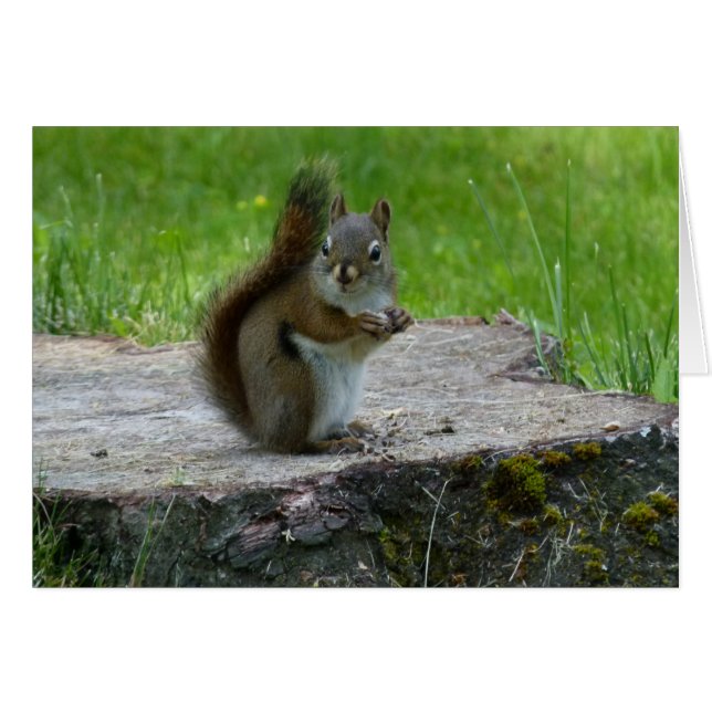 Squirrel On Tree Stump Note Card (Front Horizontal)