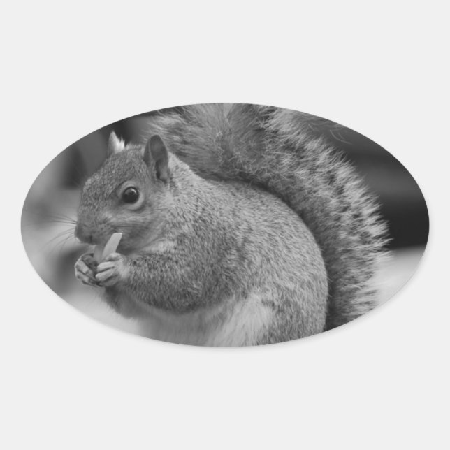 Squirrel Oval Sticker (Front)