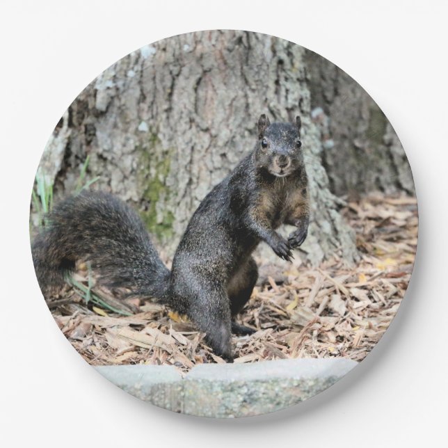 Squirrel    paper plates (Front)