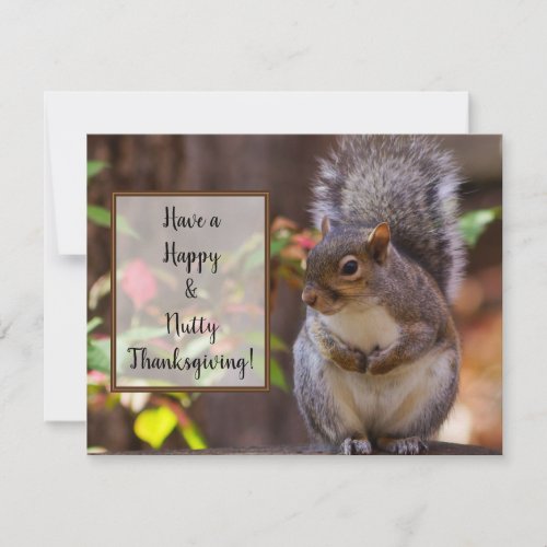 Squirrel Patiently Begs Thanksgiving Holiday Card