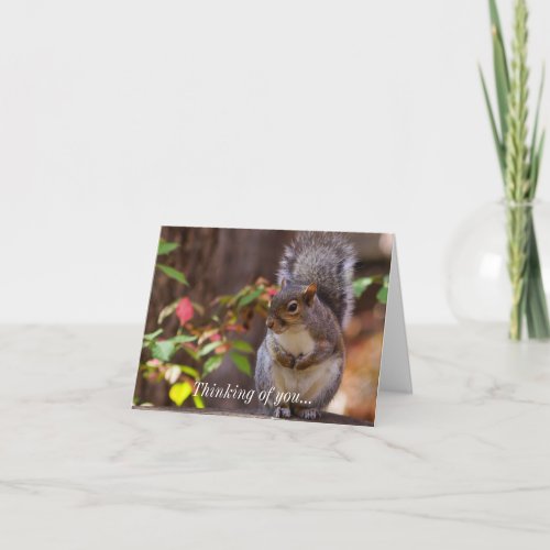 Squirrel Patiently Begs Thinking Of You Card