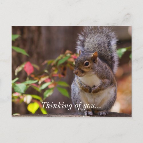 Squirrel Patiently Begs Thinking of You Postcard