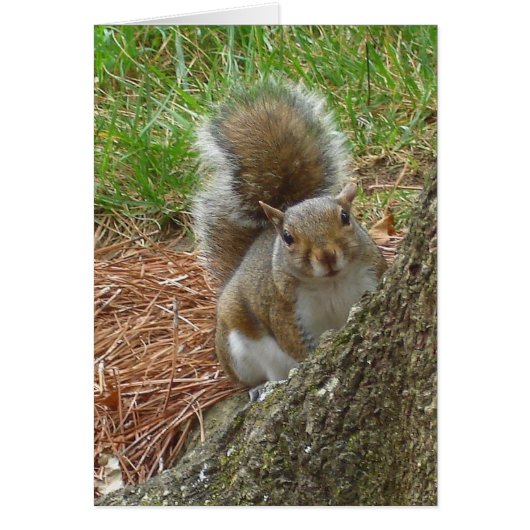 Squirrel "Peek-a-boo" (Front)