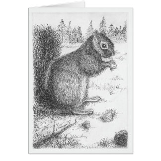 Squirrel Pen & Ink Illustration Cards