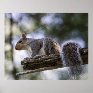 Squirrel Perched on a Tree Branch Poster