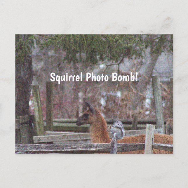 Squirrel Photo Bomb Postcard (Front)