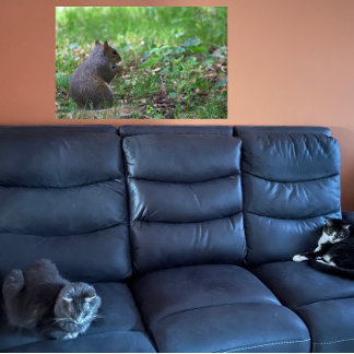 Squirrel Photo Poster