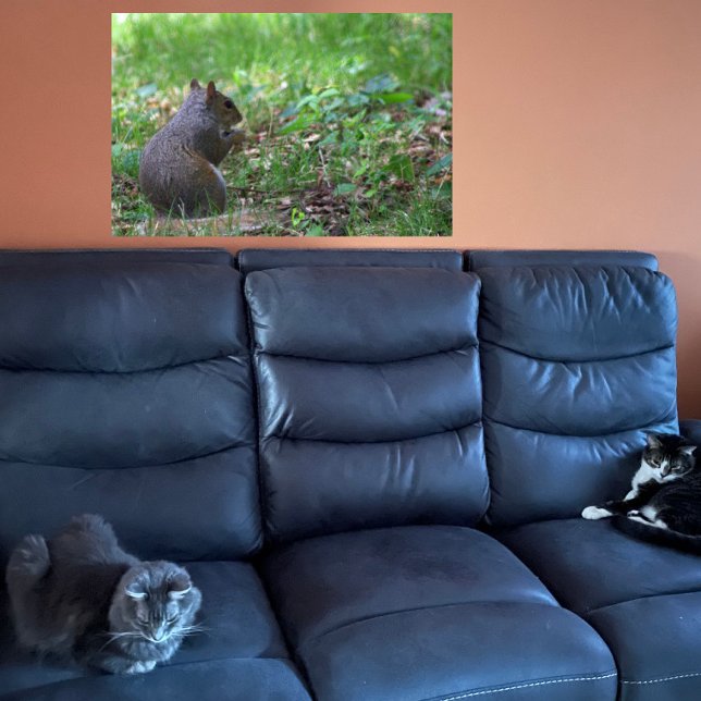 Squirrel Photo Poster (Creator Uploaded)