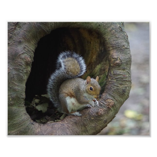 Squirrel Photo Print (Front)