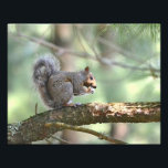 Squirrel Photo Print<br><div class="desc">This photo print features a squirrel eating his lunch in the pines at Chatfield Hollow State Park in Killingworth, Connecticut</div>