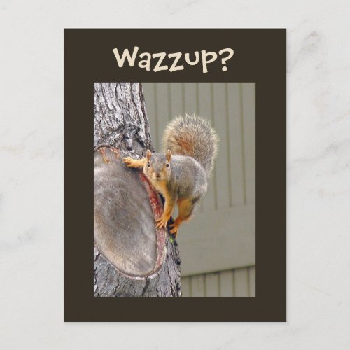 Squirrel Photograph Postcard