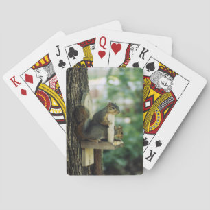 Squirrel Playing Cards