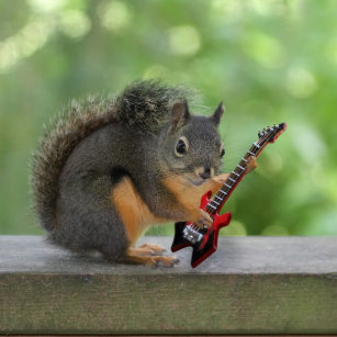squirrel_playing_electric_guitar_drink_coaster-r36ca30892db544108f4af51d6c8b46f5_x7jy0_8byvr_307.jpg