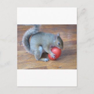squirrel playing with tomatoe postcard