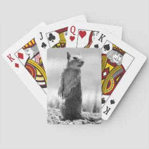Squirrel poker cards