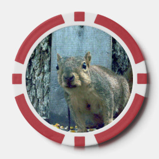 Squirrel  poker chips