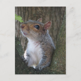 Squirrel Portrait Postcard