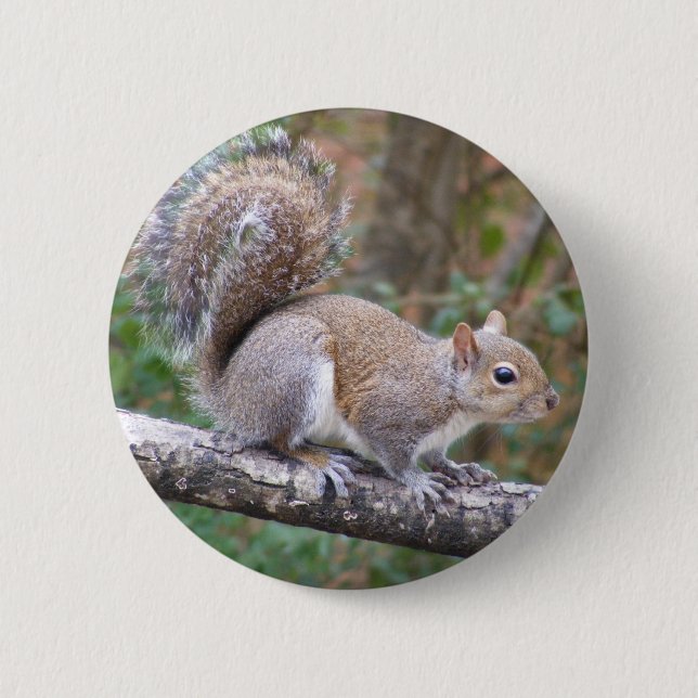 Squirrel Posing Pinback Button (Front)