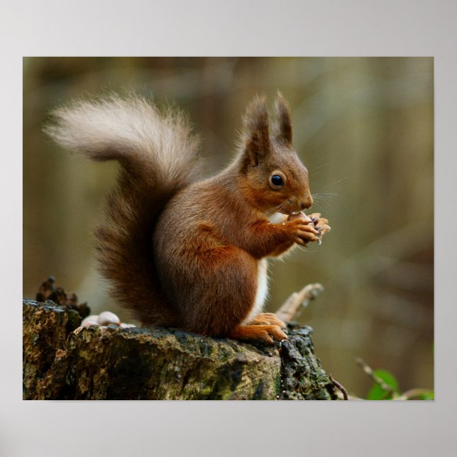 Squirrel posing poster (Front)