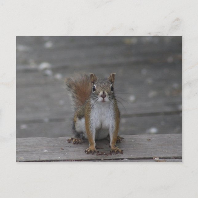 Squirrel post card (Front)