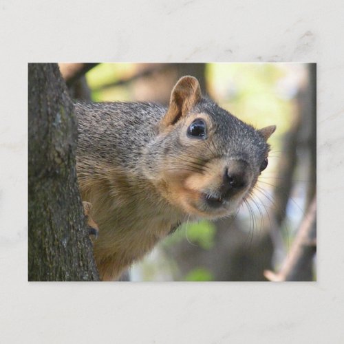 Squirrel post card
