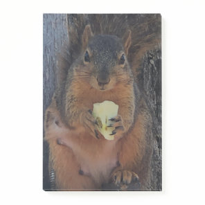 Squirrel  post-it notes